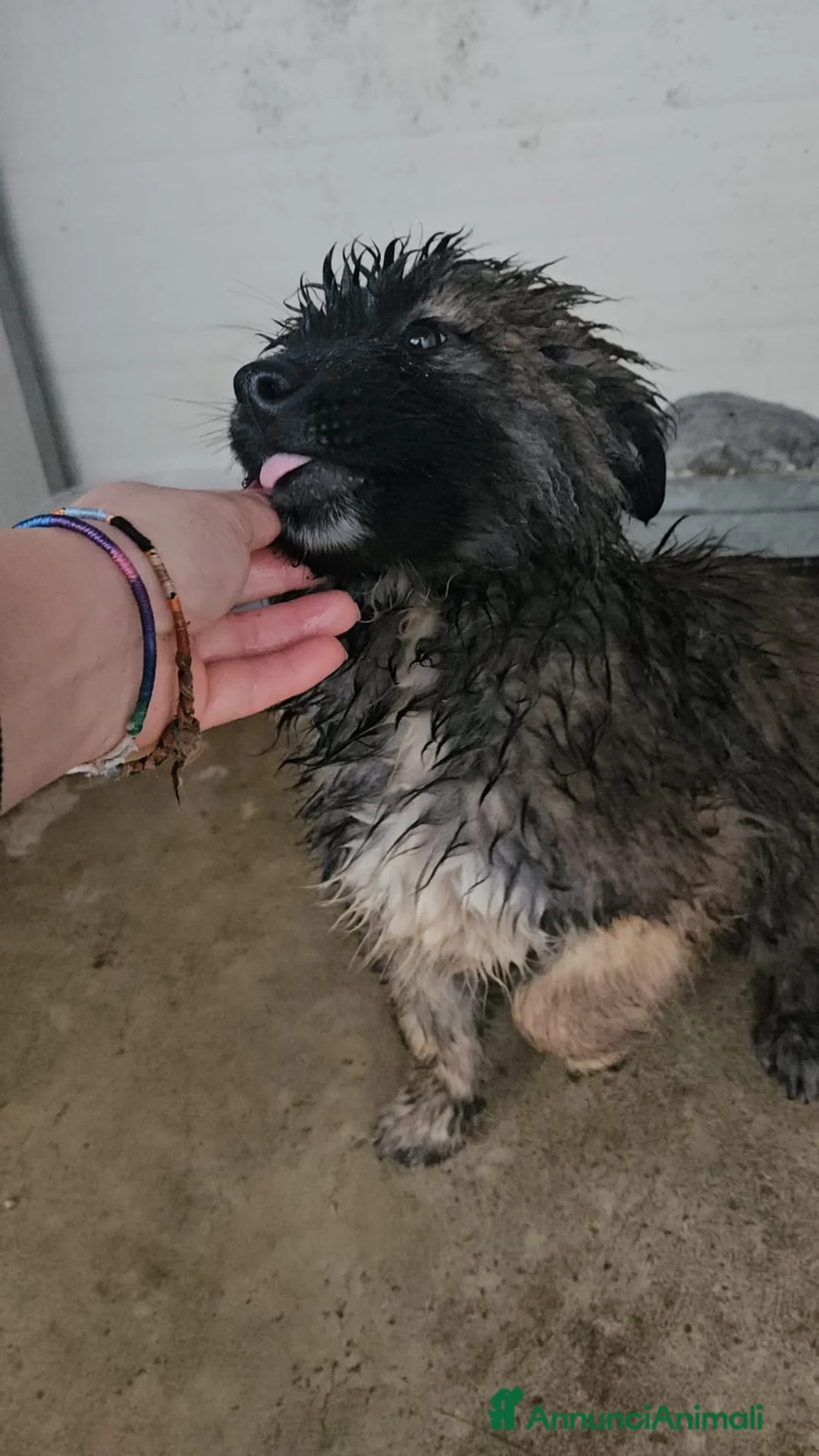 Meticcio cani in regalo: Bobby: 4 mesi taglia grande  - Annuncio 4