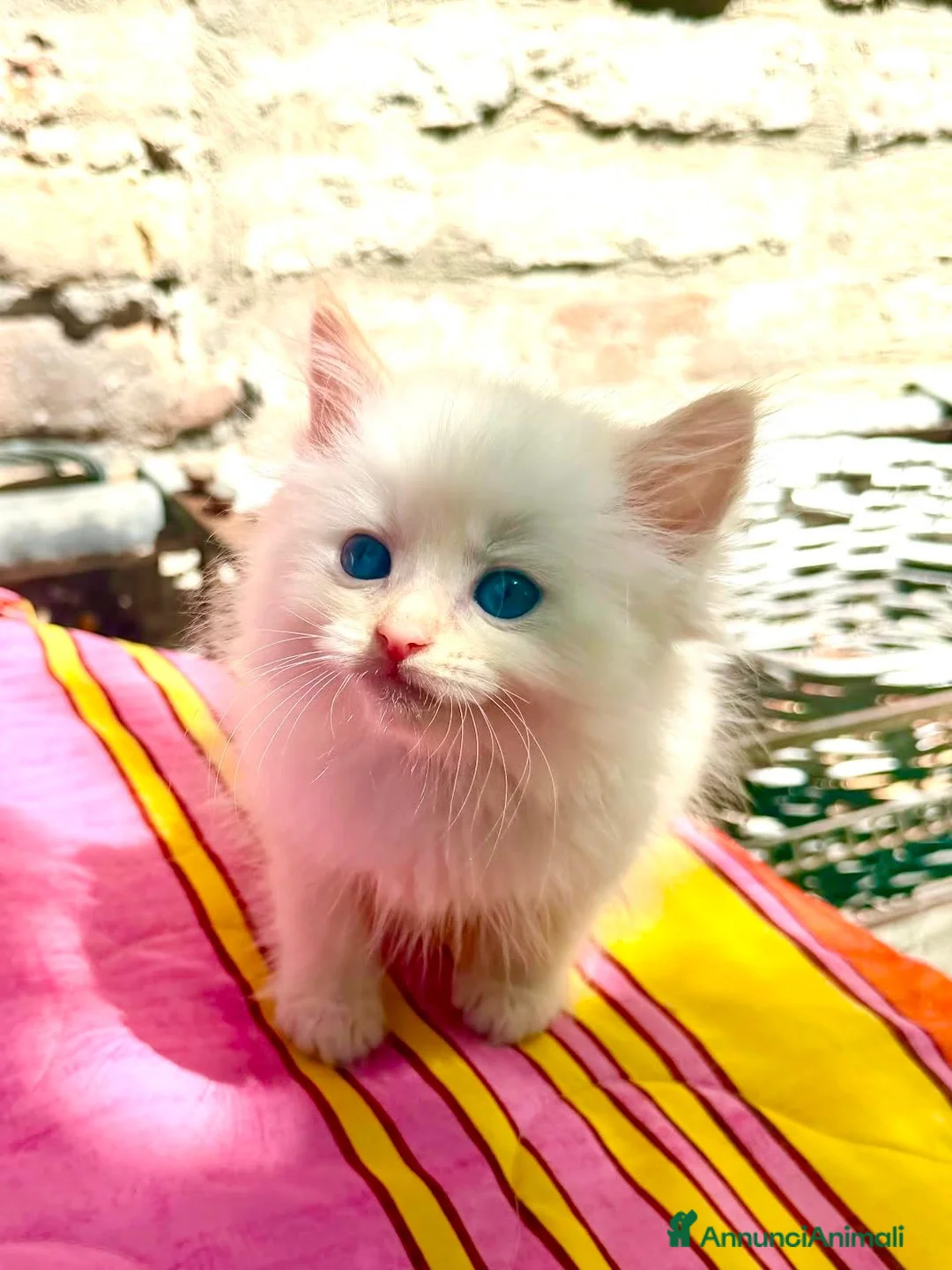 Ragdoll gatti in vendita: disponibili cuccioli ragdoll  - Annuncio 1