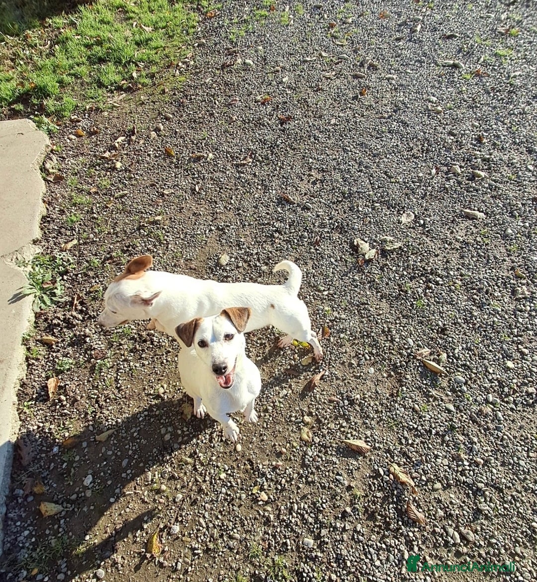 Jack Russell cani in vendita: DUE JACK RUSSELL CERCANO CASA💙💜 - Annuncio 4