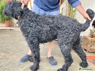 Terrier Nero Russo cani Disponibili cuccioli di Terrier Nero Russo a Provincia di Novara - Annuncio 2