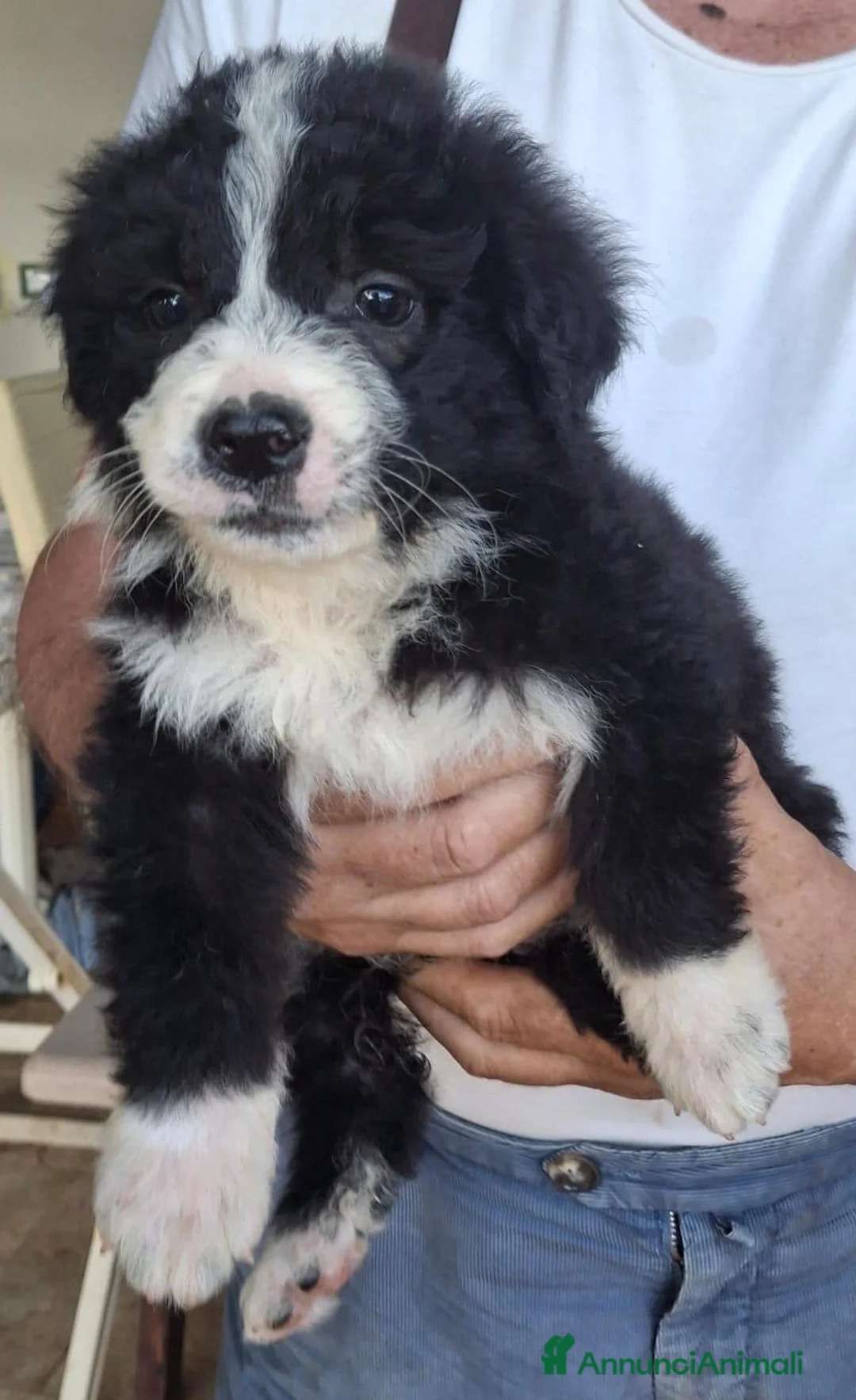 Meticcio cani in regalo: DRUSILLA 🩷 una ventata di allegria a Provincia di Brescia - Annuncio 2