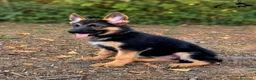 Pastore Tedesco cani in vendita: Pastore tedesco selezionati. Cucciolo femmina - Annuncio 3