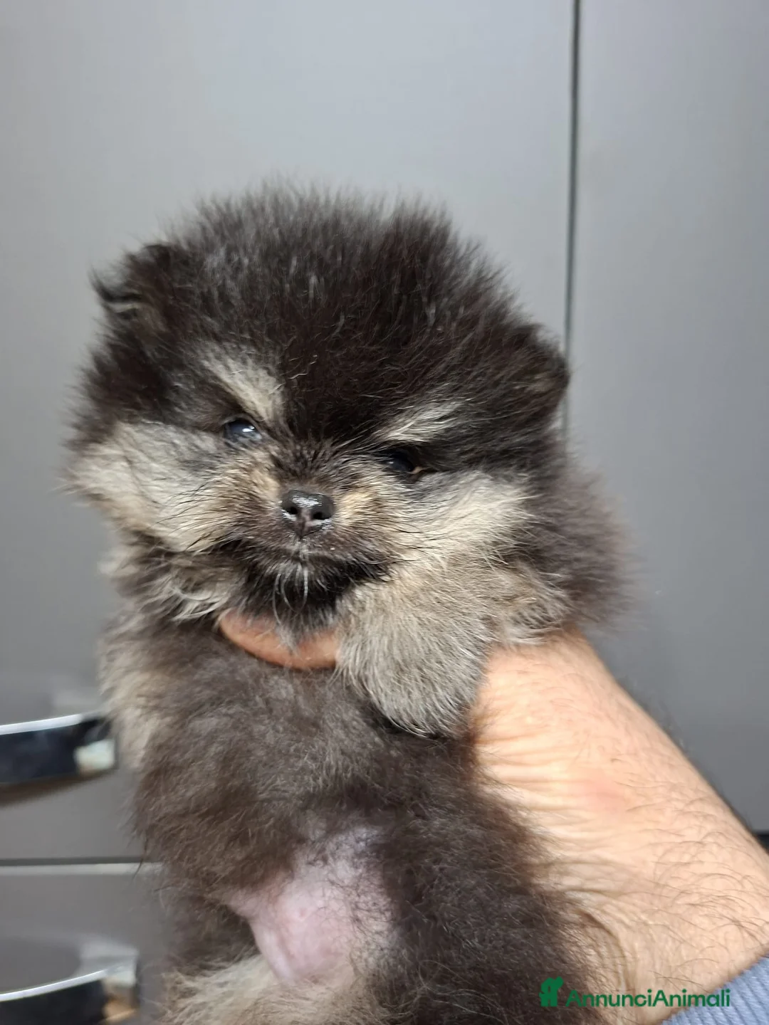 Volpino Pomerania cani in vendita: Pomerania nano maschio - Annuncio 1