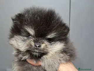 Volpino Pomerania cani Pomerania nano maschio - Annuncio 1