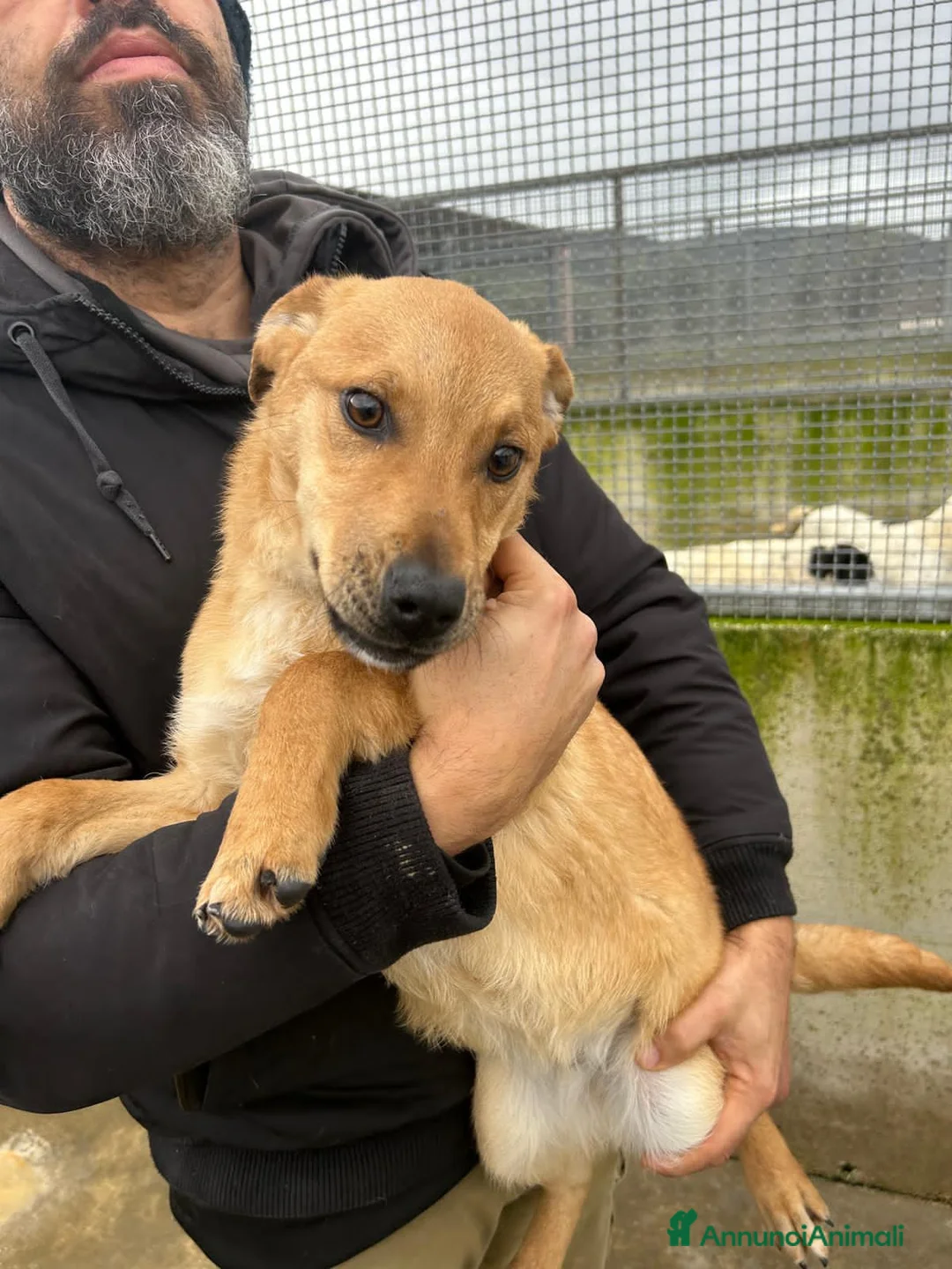 Altre razze cani in regalo: MILVA E UGO - Annuncio 4