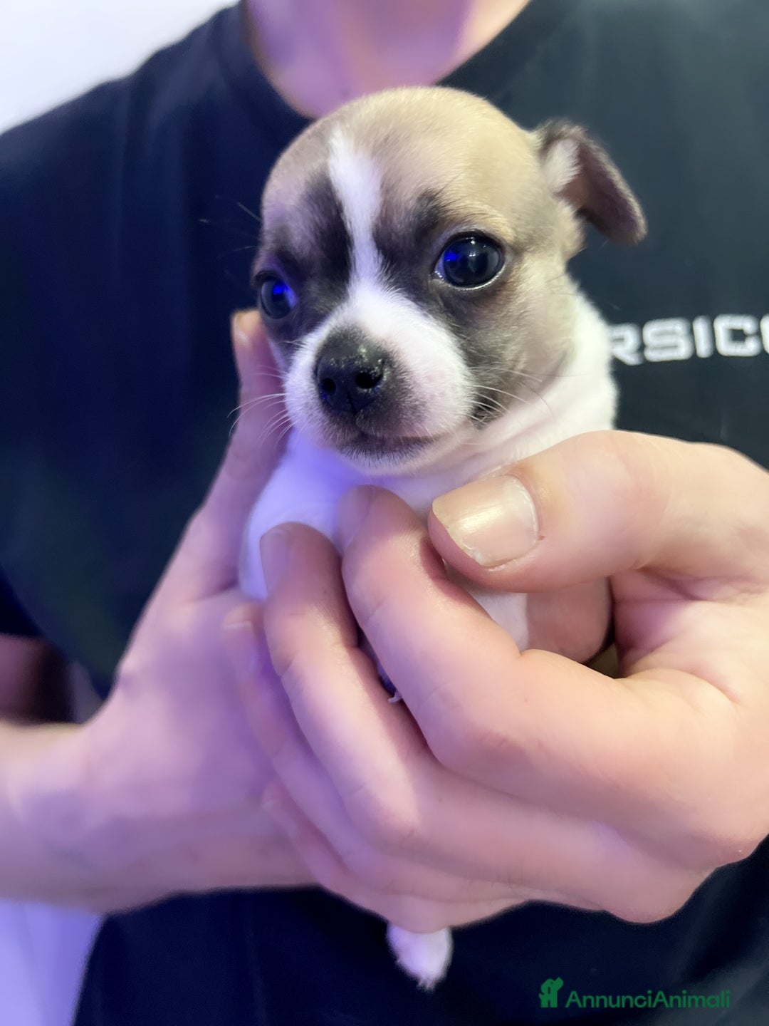 Chihuahua cani in vendita: Chihuahua  - Annuncio 3