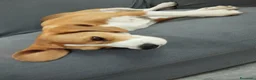 Beagle cani in vendita: Beagle femmina a Città metropolitana di Roma Capitale - Annuncio 8
