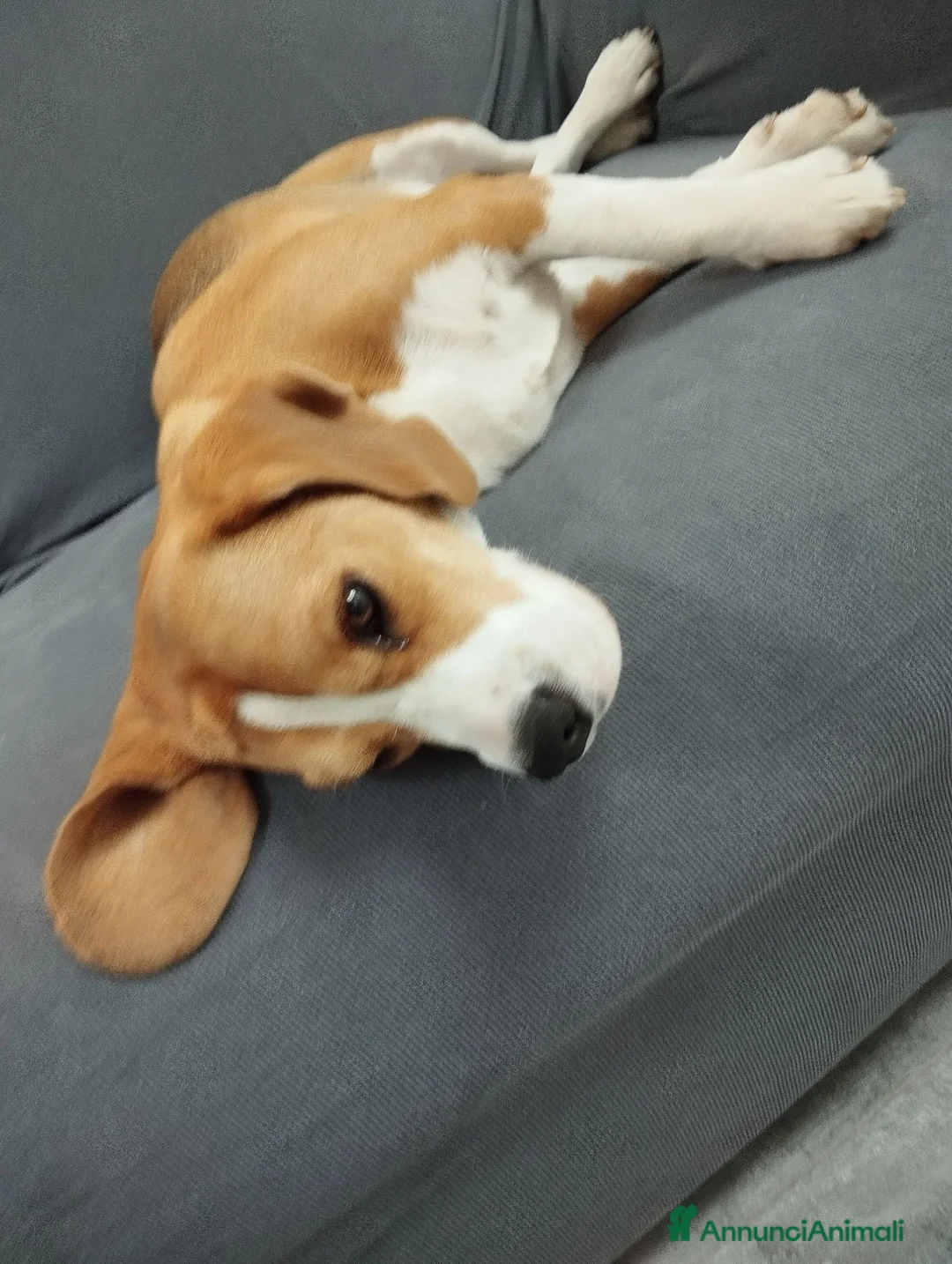 Beagle cani in vendita: Beagle femmina a Città metropolitana di Roma Capitale - Annuncio 8