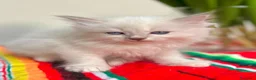 Ragdoll gatti in vendita: cuccioli di ragdoll genitori con pedigree - Annuncio 3