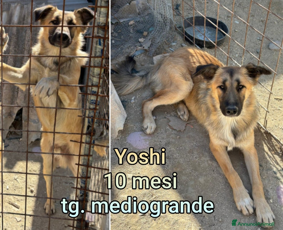 Meticcio cani in regalo: TANTI CUCCIOLI SOLI! - Annuncio 6