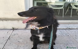 Altre razze cani per accoppiamento: Cerco femmina di pastore x accoppiamento  - Immagine 1