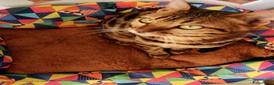 Bengala Gattino 2