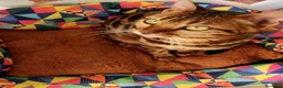 Bengala gatti in vendita: Gatto Bengala Maschio  - Annuncio 2