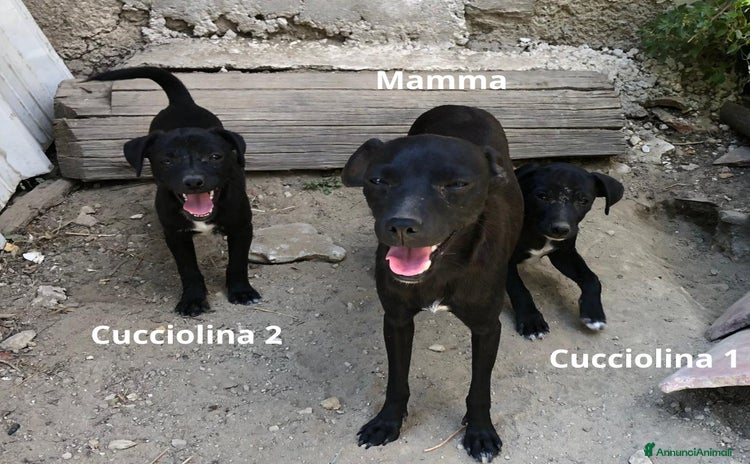 Meticcio cani a Provincia di Rieti - Annuncio 14