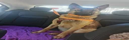 Pastore Belga cani in regalo: Regalo Sole - Annuncio 13