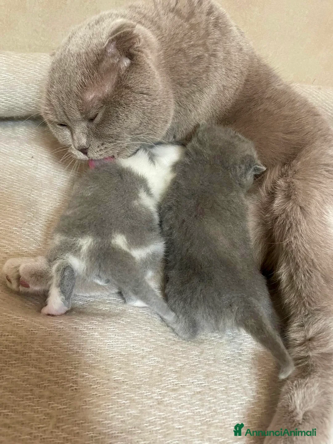 Scottish gatti in vendita: Scottish Fold Straight Blue Pedigree - Annuncio 2