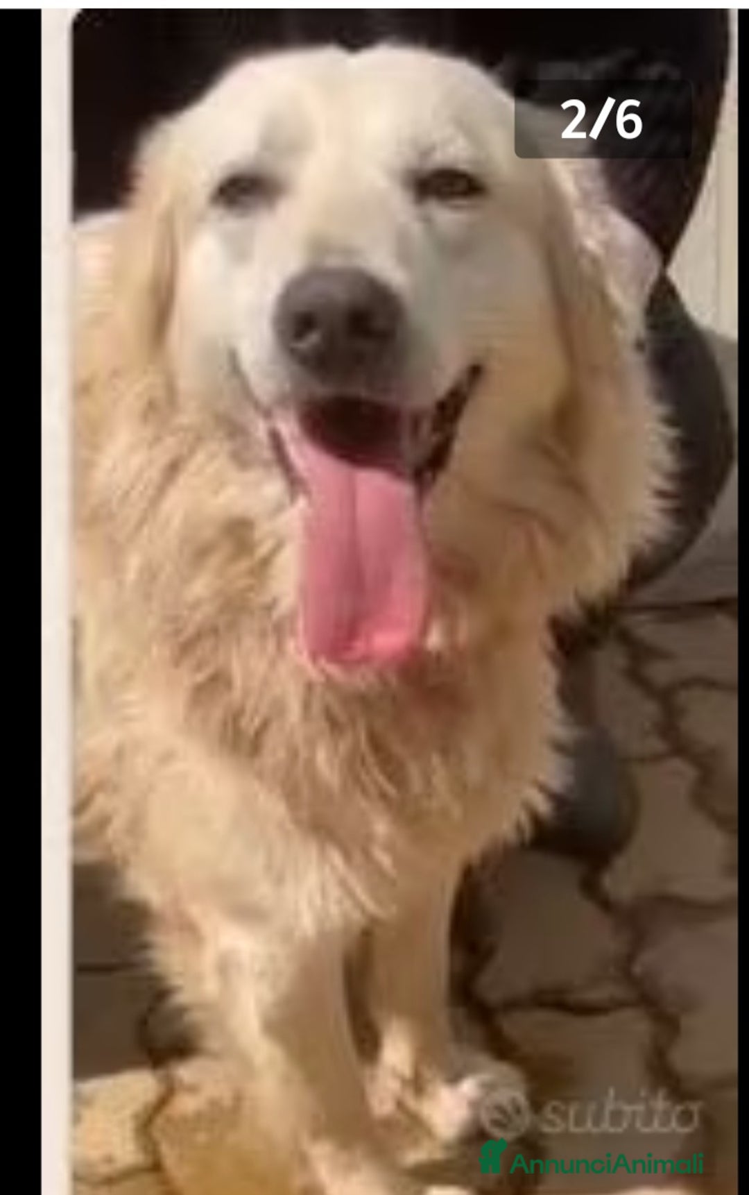 Meticcio cani in regalo: Mix Golden senza orecchie nessuno lo vuole!CALABRI a Città Metropolitana di Milano - Annuncio 3