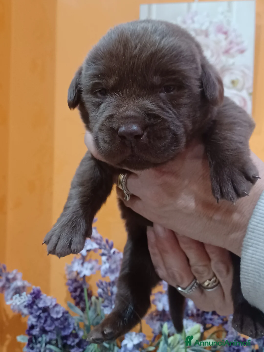 Labrador cani in vendita: Labrador cioccolato con pedigree  a Città Metropolitana di Firenze - Annuncio 1