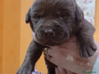 Labrador cani Labrador cioccolato con pedigree a Città Metropolitana di Firenze - Annuncio 1