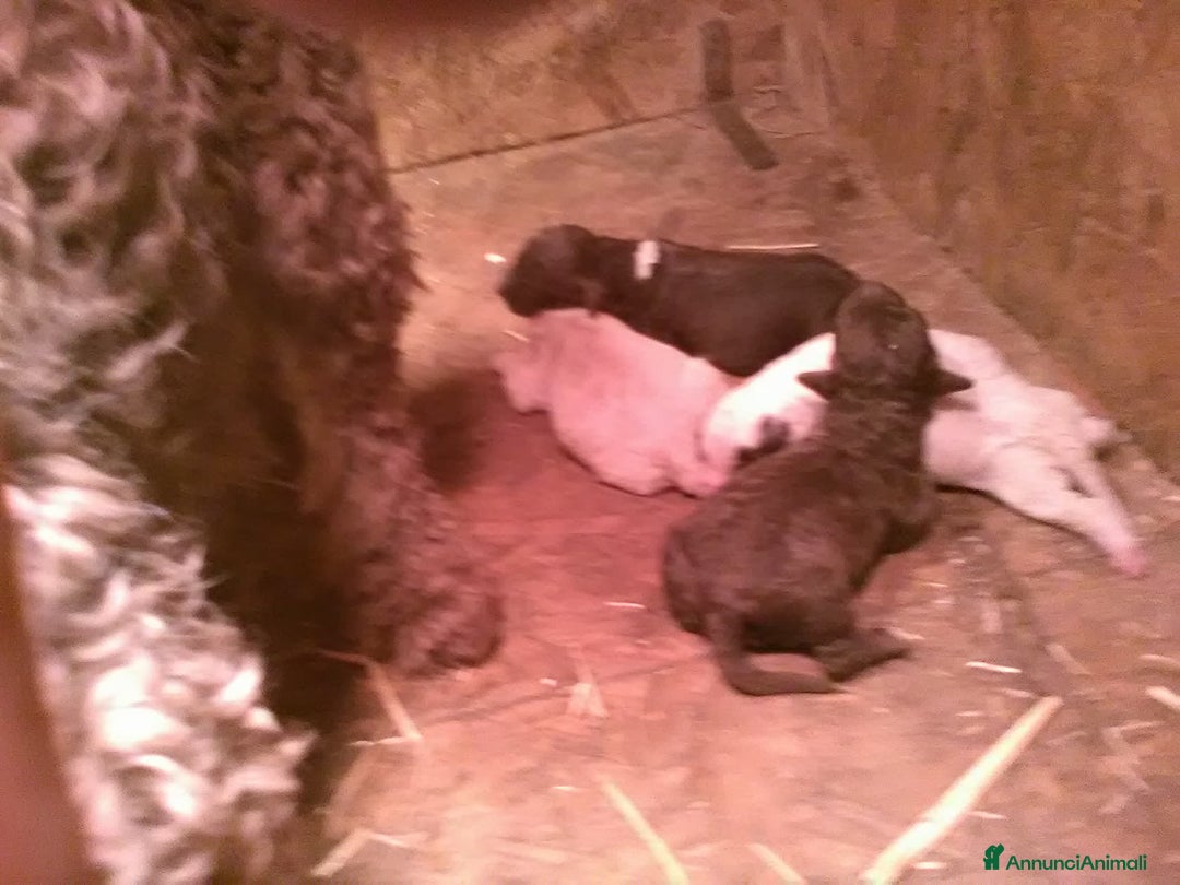 Lagotto cani in vendita: Cuccioli di Lagotto con pedigree, test e RX - Immagine 6