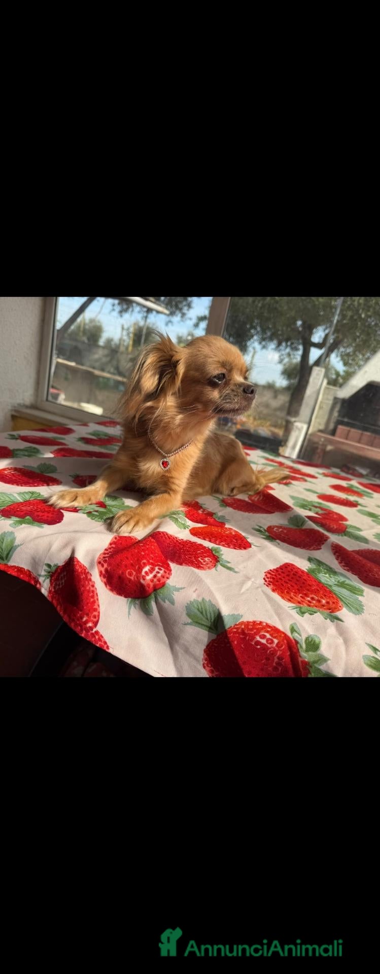 Chihuahua cani Cucciola chihuahua pelo lungo pedigree enci - Annuncio 1