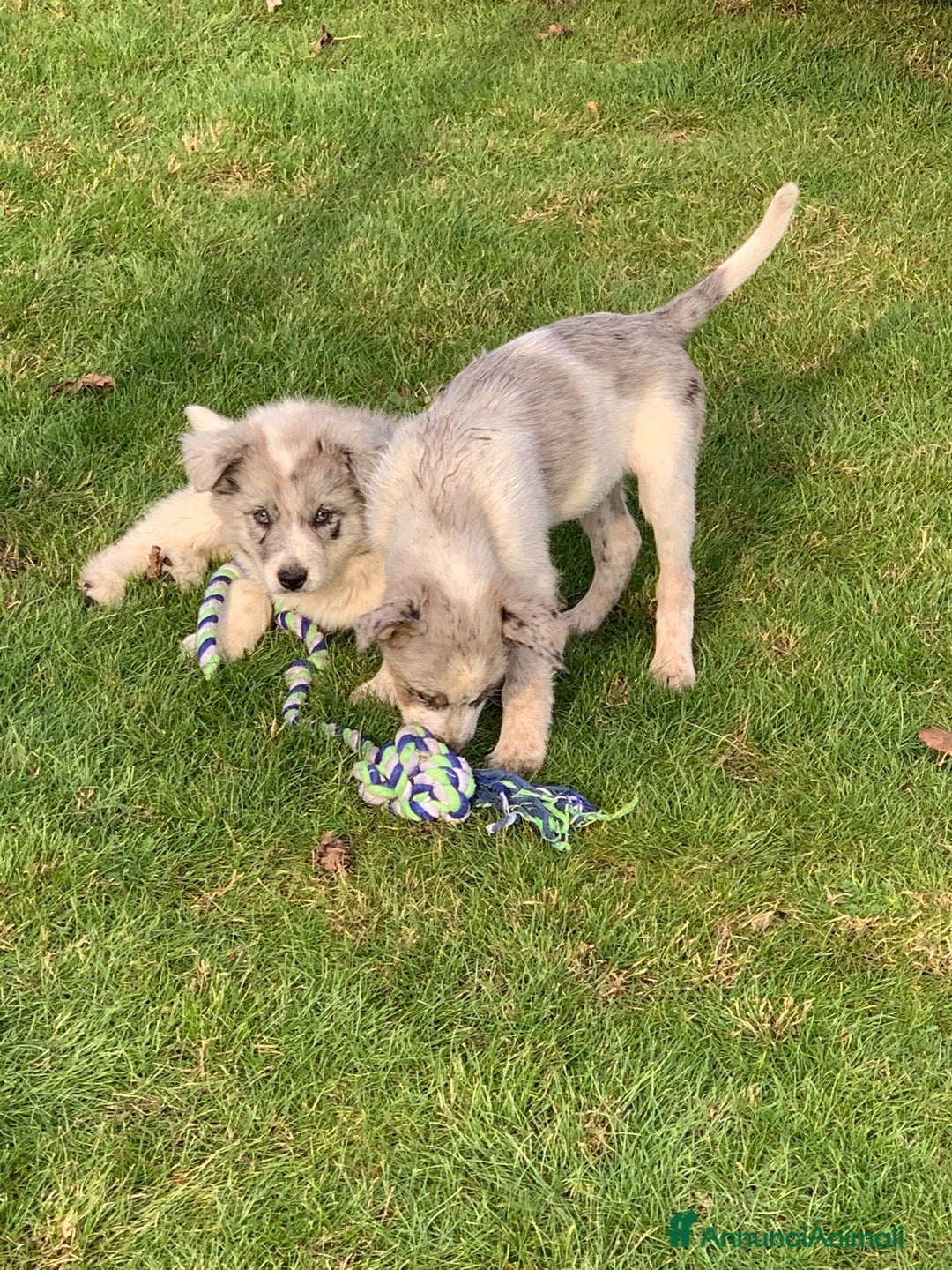 Bearded Collie cani in vendita: cuccioli border  - Annuncio 13