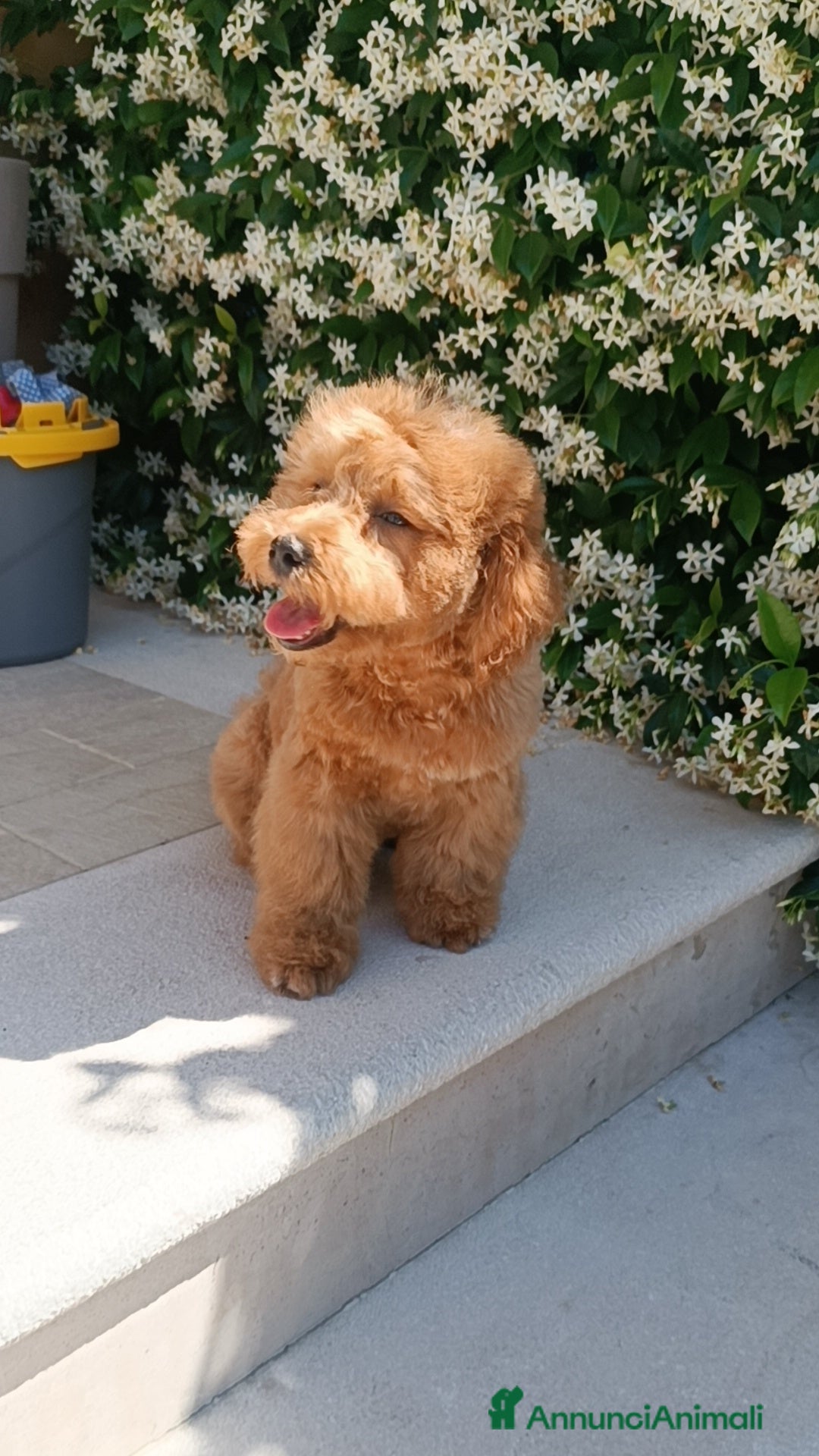Barboncino cani in vendita: Barboncino  a Provincia di Avellino - Immagine 4