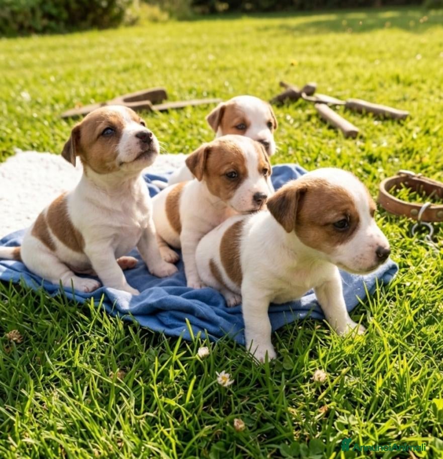 Jack Russell cani Cuccioli jack russell - Annuncio 1
