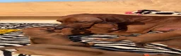 Rhodesian Ridgeback cani in vendita: Wid Gees Litter - Annuncio 13