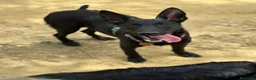 Meticcio cani in regalo: ENRICO, lupacchiotto dal carattere d'oro! TG MEDIA - Annuncio 7