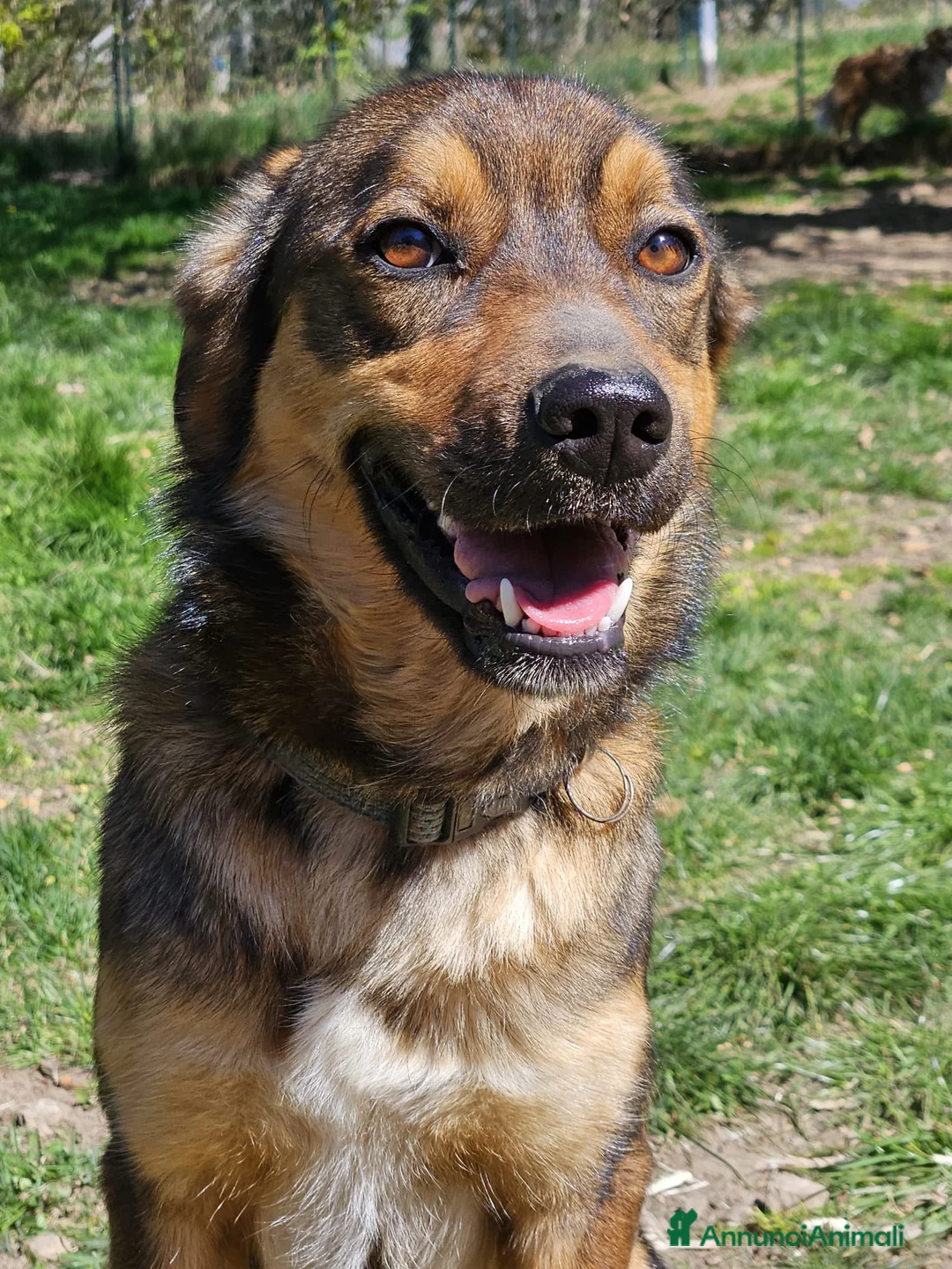 Meticcio cani in regalo: TEKILA ASPETTA UNA FAMIGLIA  a Provincia di Varese - Annuncio 1