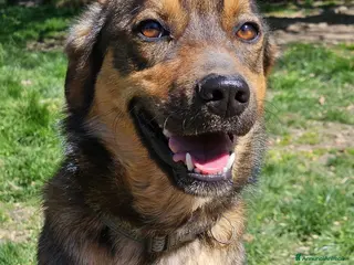 Meticcio cani TEKILA ASPETTA UNA FAMIGLIA - Annuncio 22