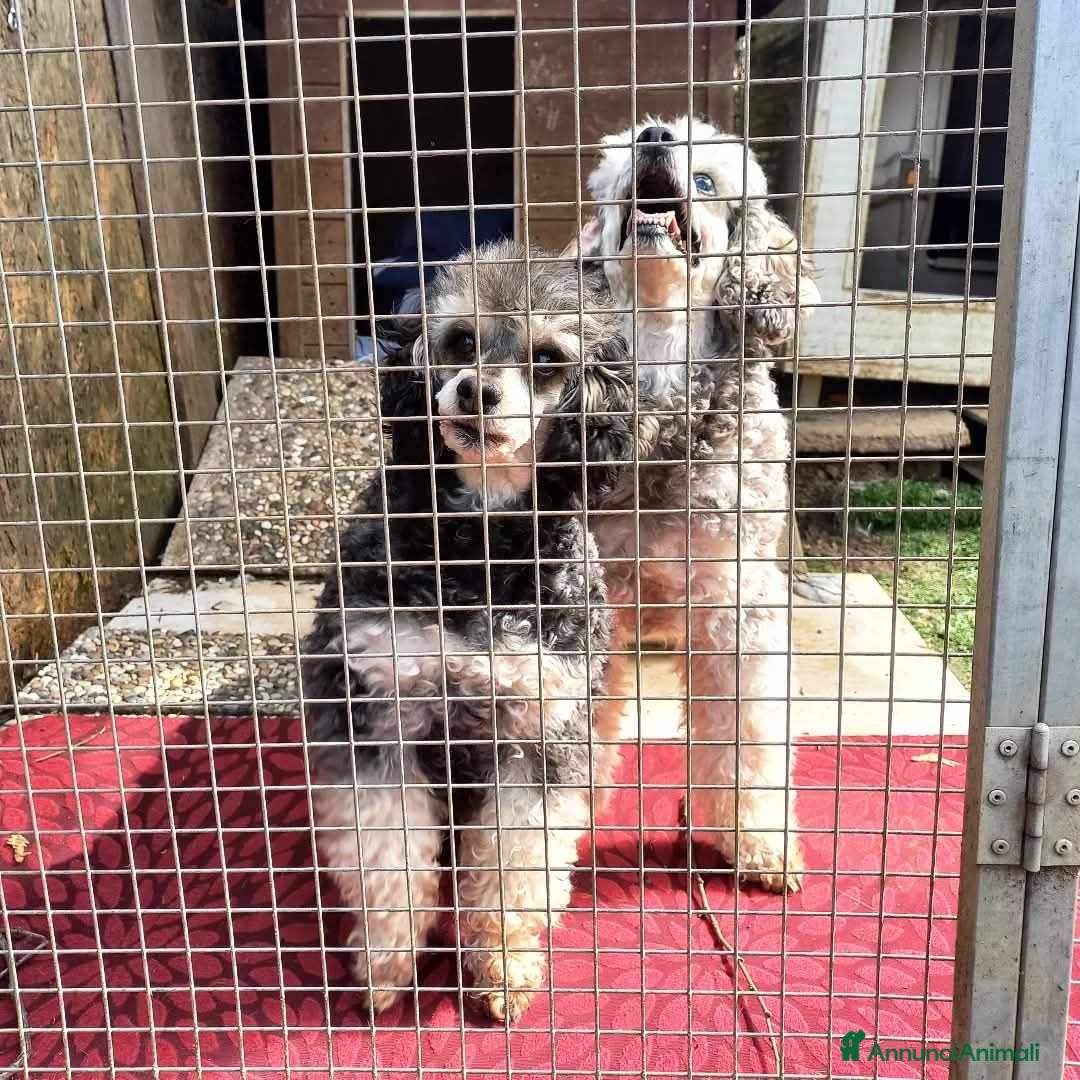 Barboncino cani in regalo: FRAGOLA & CILIEGIA, simpaticissime BARBOCINE - Annuncio 3