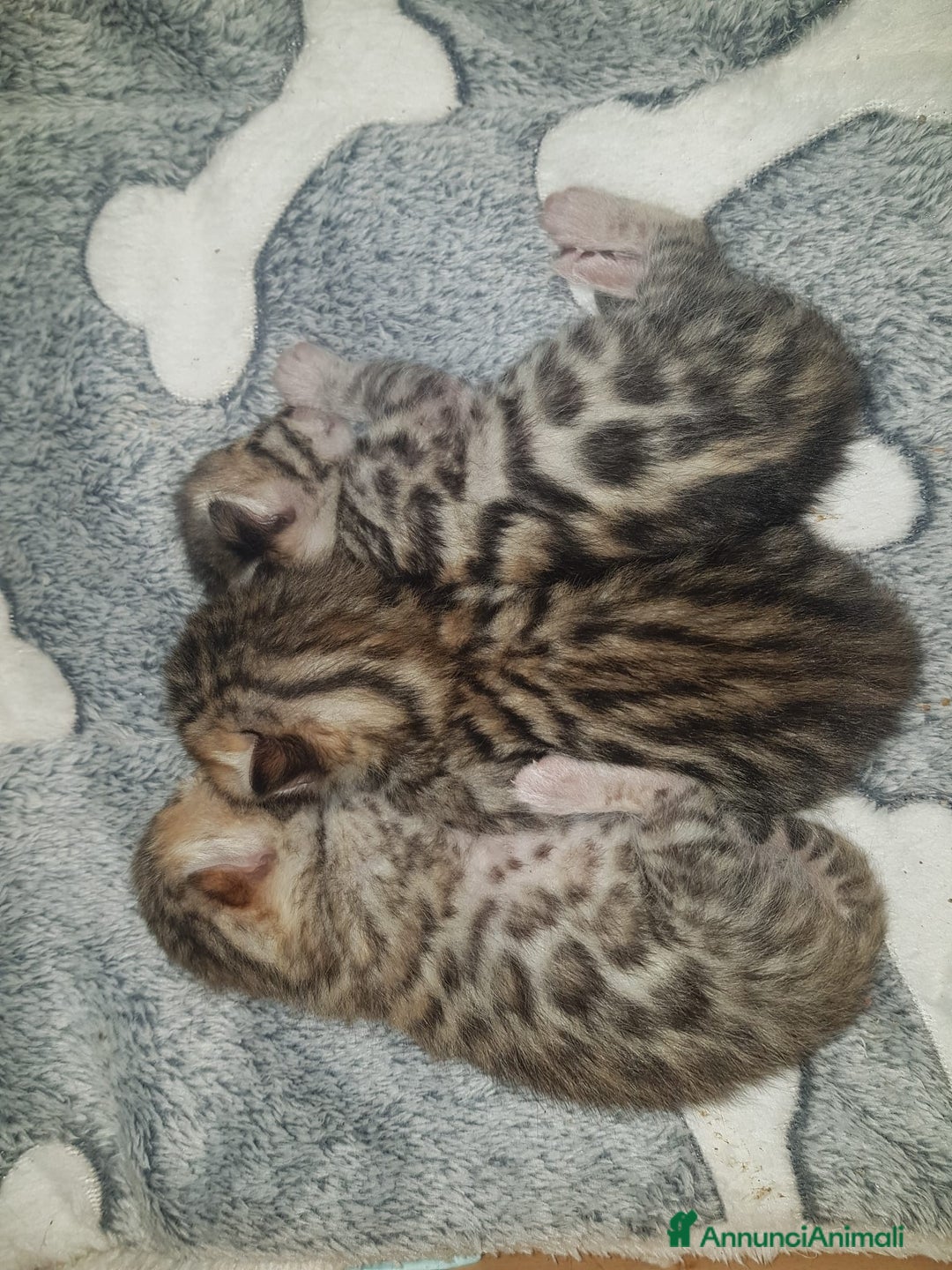 Bengala gatti in vendita: Pedigree Afsi - Annuncio 2