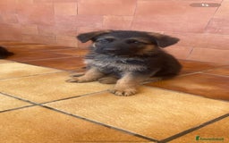 Pastore Tedesco cani in vendita: Cuccioli di pastore tedesco a Provincia di Brindisi - Immagine 10