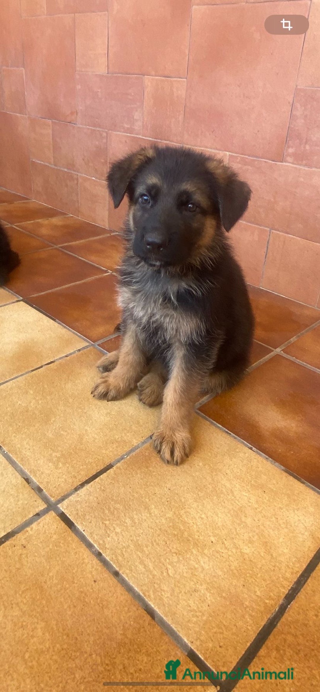 Pastore Tedesco cani in vendita: Cuccioli di pastore tedesco a Provincia di Brindisi - Immagine 10