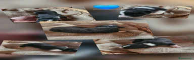 Meticcio Cucciolo 3