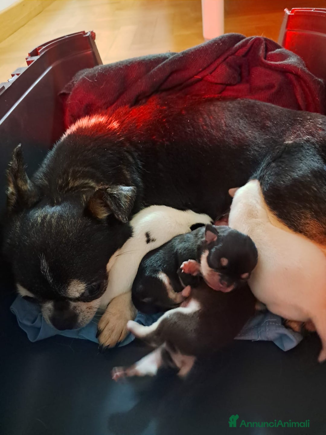 Chihuahua cani in vendita: Chihuahua pedigree Enci a rimborso spese  a Città metropolitana di Roma Capitale - Immagine 4