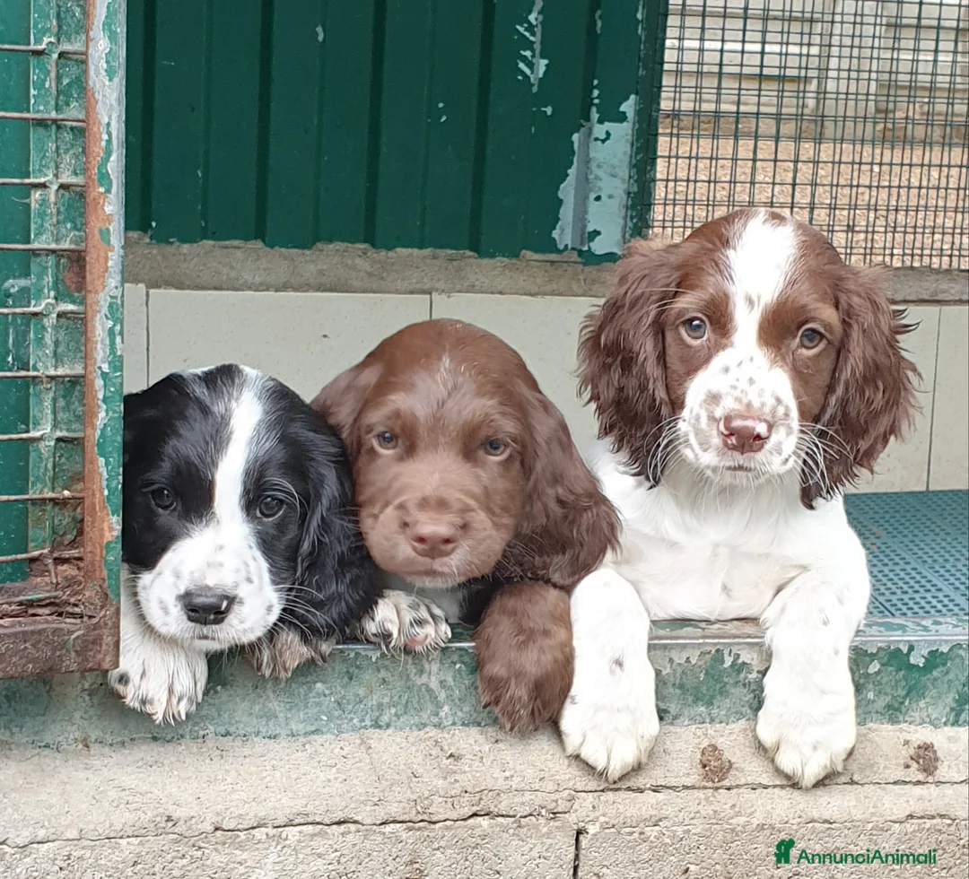 Immagine della galleria {{count}}