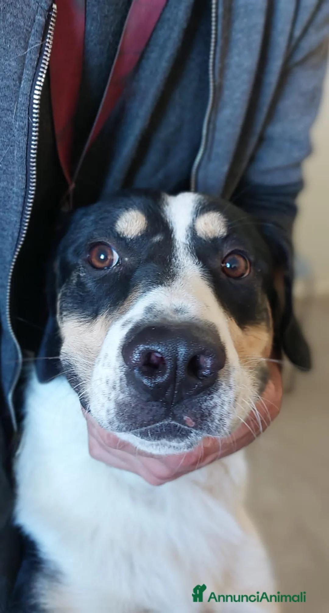 Meticcio cani in regalo: Pablo  - Annuncio 5