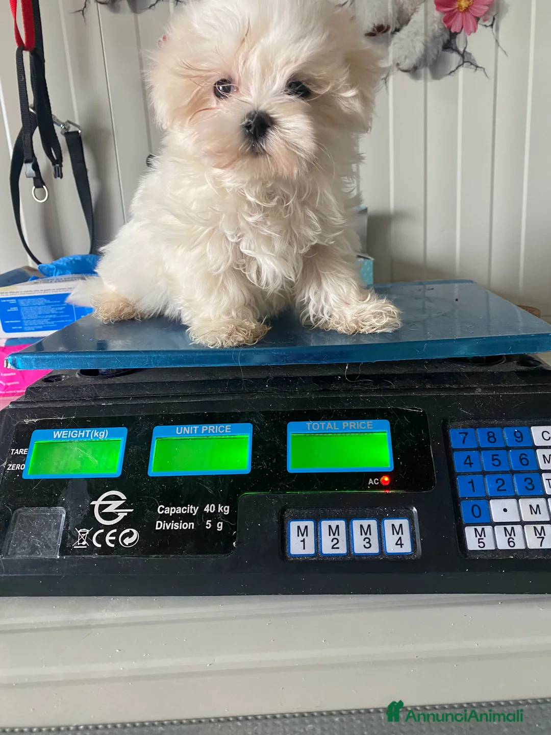 Maltese cani in vendita: Maltese toy - Annuncio 6