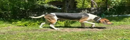 Meticcio cani in regalo: SNOOPY deve lasciare la sua casa! URGENTE a Città Metropolitana di Firenze - Annuncio 4