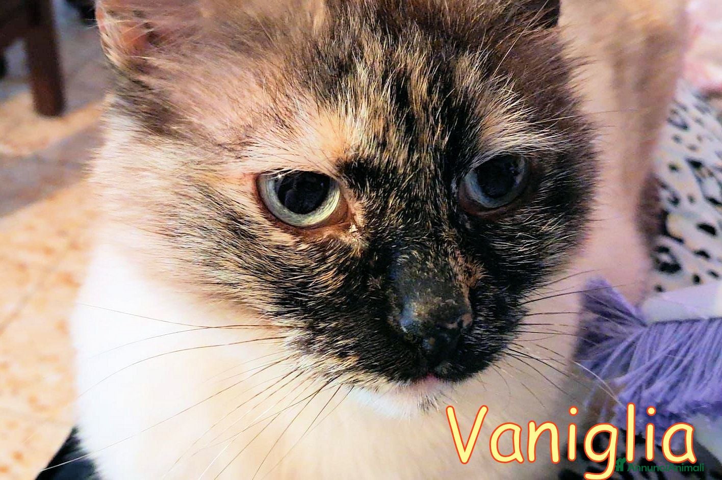 Altre razze gatti VANIGLIA SIMILBIRMANA  - Annuncio 3