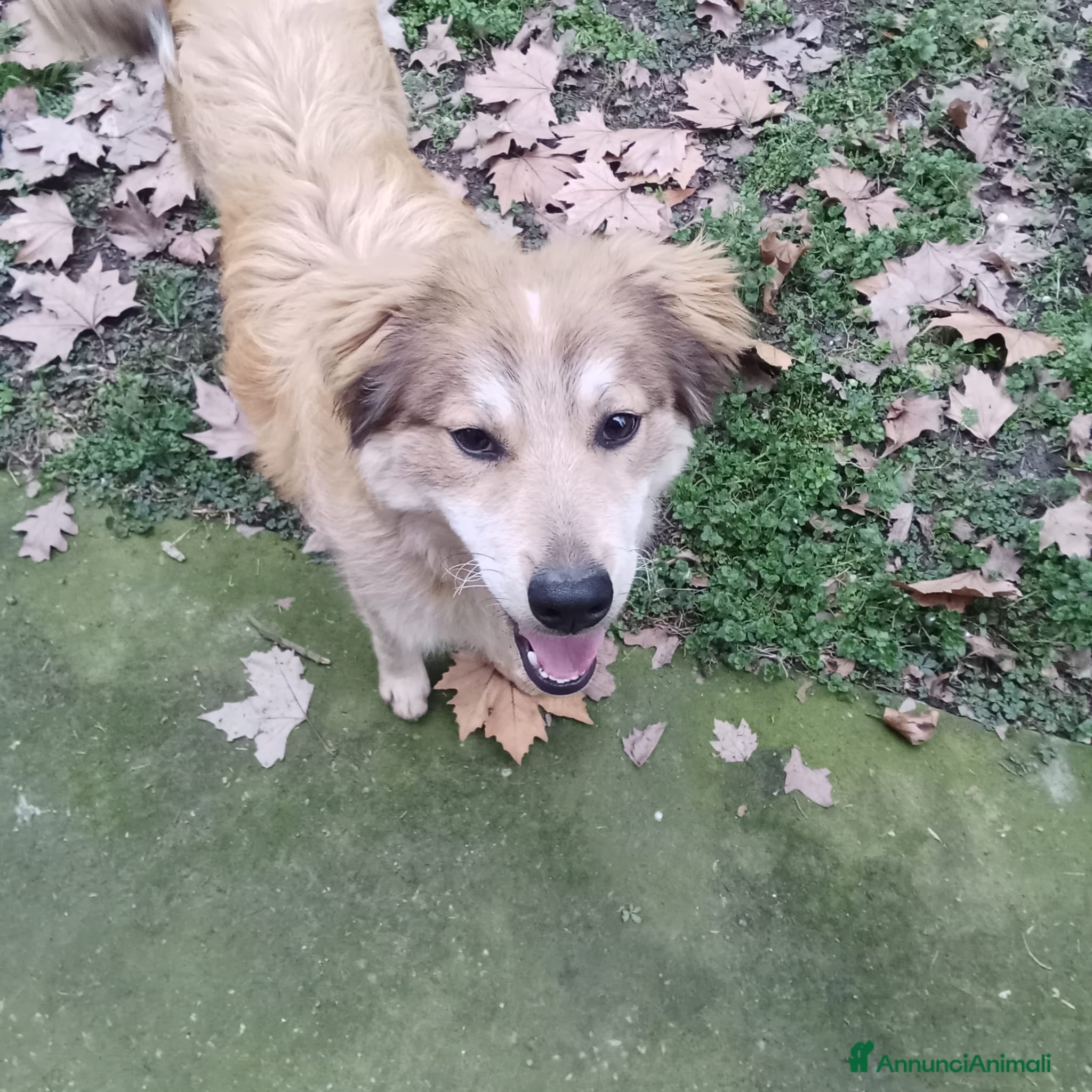 Meticcio cani Adozione cucciolo Apollo - Annuncio 4