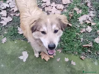 Meticcio cani Adozione cucciolo Apollo - Annuncio 4