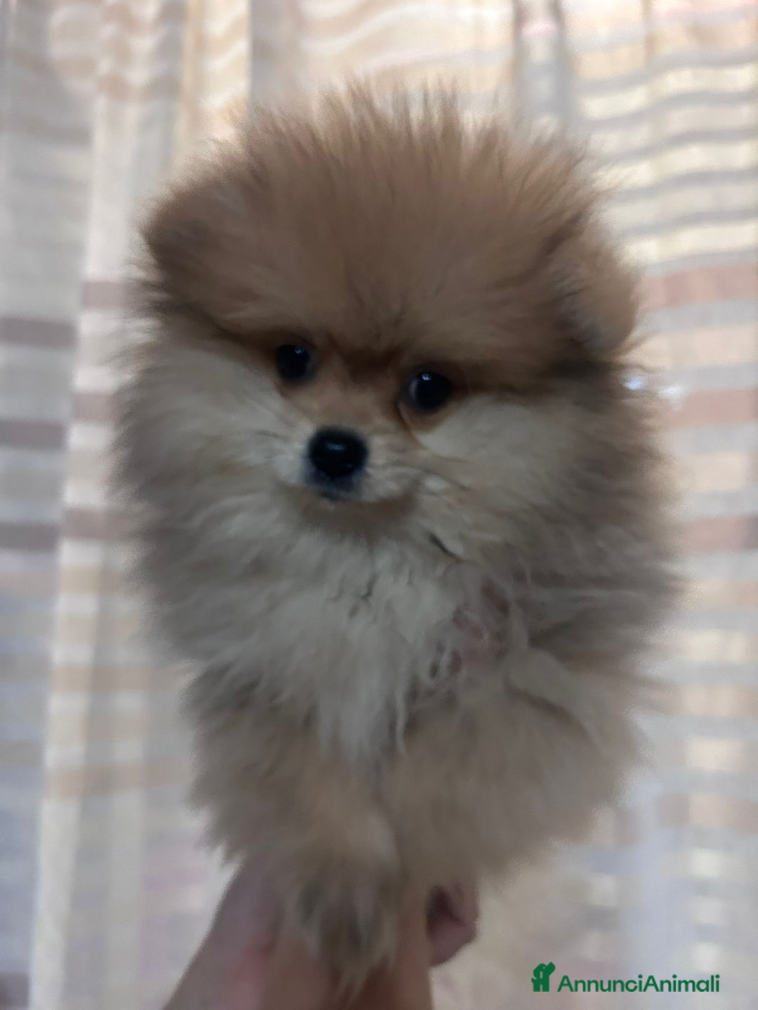 Volpino Pomerania cani in vendita: Cucciolo di pomerania  - Annuncio 3