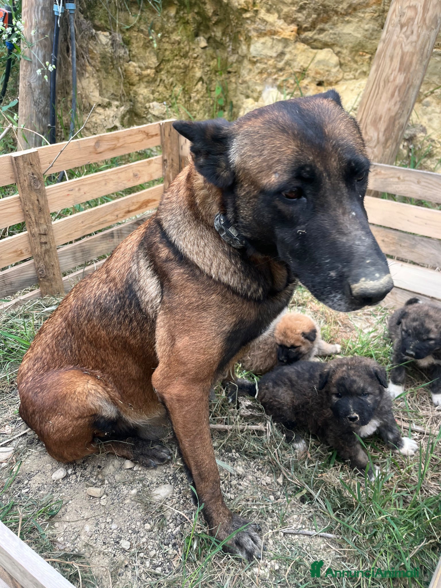 Meticcio cani Cuccioli incrocio maremmano e pastore belga - Annuncio 1