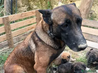 Meticcio cani Cuccioli incrocio maremmano e pastore belga - Annuncio 14