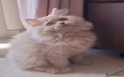 Scottish gatti in vendita: Scottish Femmina  a Provincia di Pavia - Immagine 1