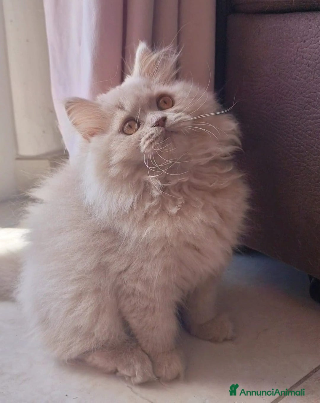 Scottish gatti in vendita: Scottish Femmina  a Provincia di Pavia - Immagine 1